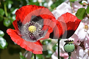 Opium flower