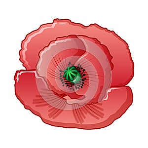 Opium flower icon, cartoon style