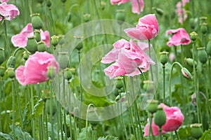 Opium poppies