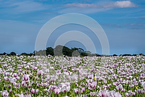 Opium poppies being grown commercially in Lincolnshire, UK