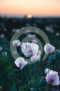 Opium poppies in a field at sunset