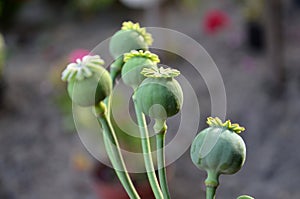 Opium poppies in a garden