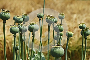 Opium poppies green capsules