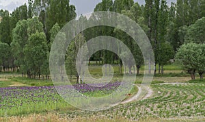 Opium poppies with purple flowers growing near Phrygia Valley Natural Park Frig Vadisi Tabiat Parki Afyonkarahisar, Turkey photo