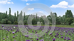 Opium poppies with purple flowers growing near Phrygia Valley Natural Park Frig Vadisi Tabiat Parki Afyonkarahisar, Turkey photo