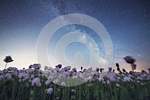 Opium Poppies under the Milky Way