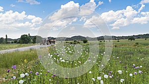 Opium poppies with white and purple flowers growing in field and a tractor on the way in Afyonkarahisar, Turkey