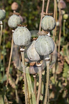 Opium poppy