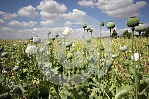 Opium poppy.