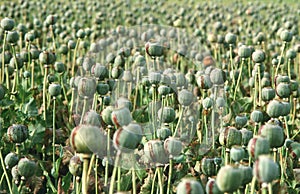 Opium poppy