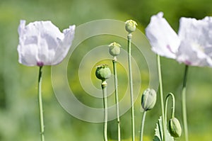 Opium poppy