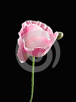 Opium poppy