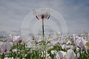 Opium poppy