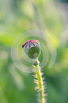 Opium Poppy