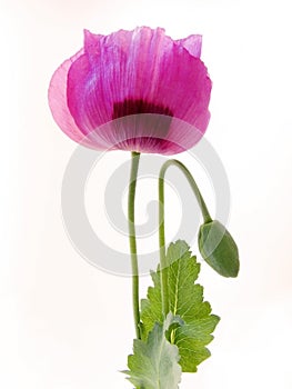 Opium poppy photo