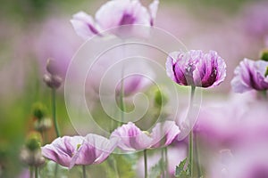 Opium Poppy