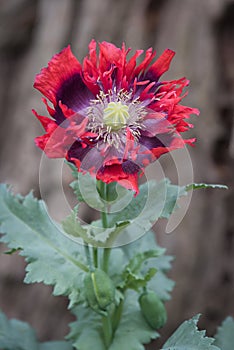 Opium poppy