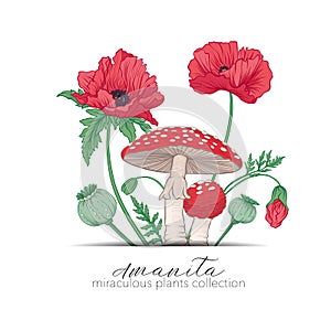 Opium poppy and amanita mushroom. Set of miraculous plants