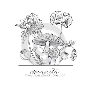 Opium poppy and amanita mushroom. Set of miraculous plants