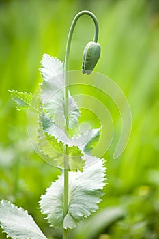 Opium poppy bud