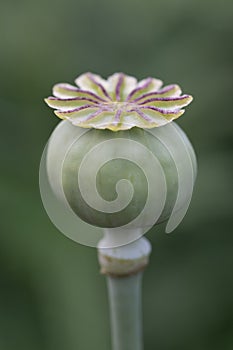 Opium poppy bud. Papaver somniferum