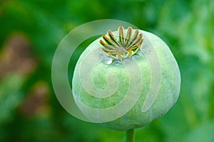 opium, poppy capsule