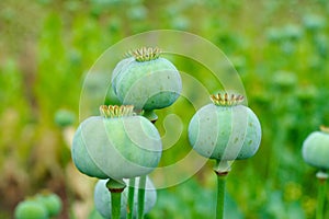 opium, poppy capsule photo