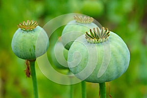 opium, poppy capsule photo