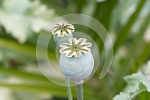 Opium poppy capsules in a garden