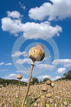 Opium Poppy Dried Capsules