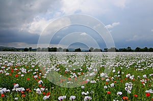 Opium poppy field