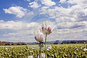 Opium poppy field Flower and Seeds capsules Close up