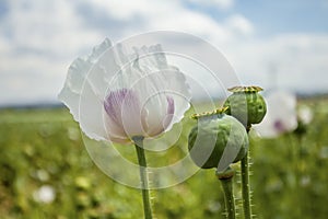 Opium poppy field Flower and Seeds capsules Close up