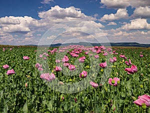 Opium Poppy field in full bloom