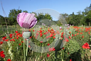 Opium Poppy