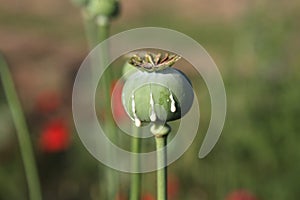 Opium Poppy