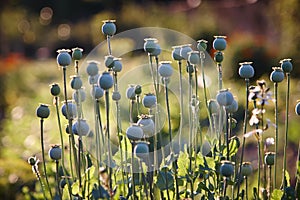 Opium poppy with field out of focus in background.