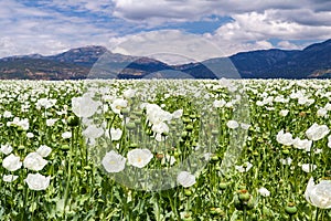 Opium Poppy Field Turkey / Denizli agriculture view