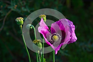 Opium poppy flower