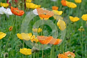 Opium poppy flower