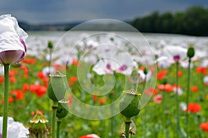 Opium poppy flower