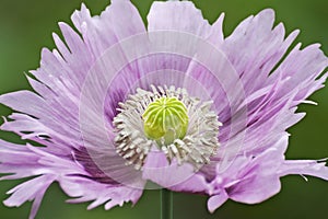 Opium poppy flower