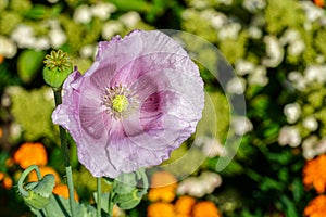 Opium poppy flower papaver somniferum