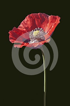 Opium poppy flower