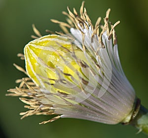 Opium poppy flower papaver somniferum