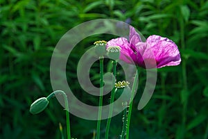 Opium poppy flower