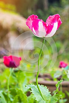 Opium poppy Flowers blossom on wild field.