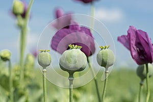 Opium poppy flowers closeup