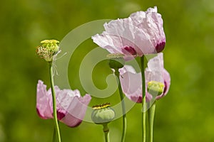 Opium poppy flowers, Papaver somniferum.