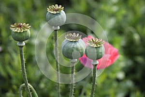 opium poppy fruits